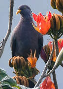 Comoro Olive Pigeon