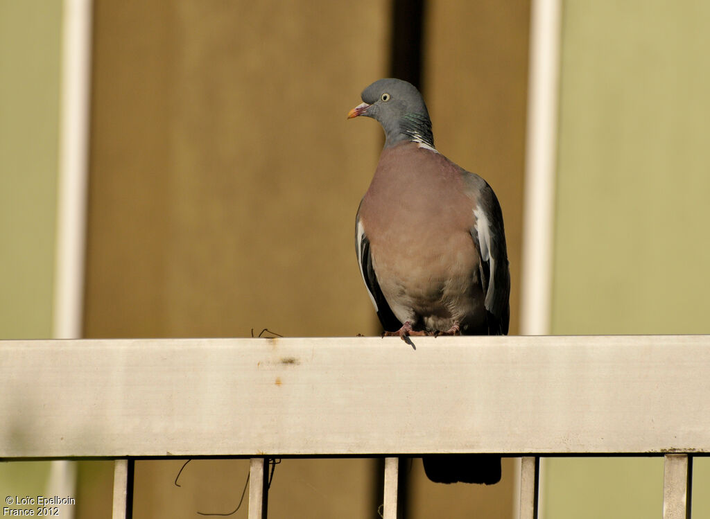 Common Wood Pigeon