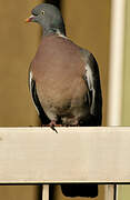 Common Wood Pigeon