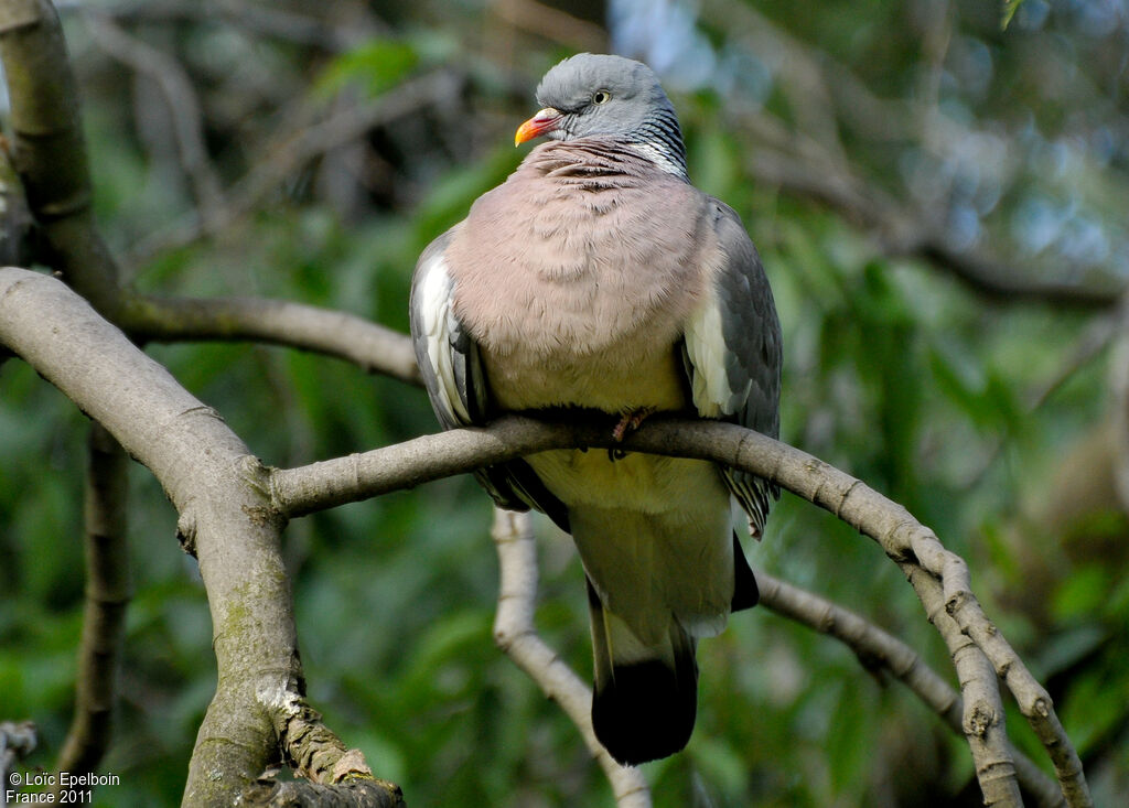 Common Wood Pigeon