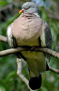 Common Wood Pigeon