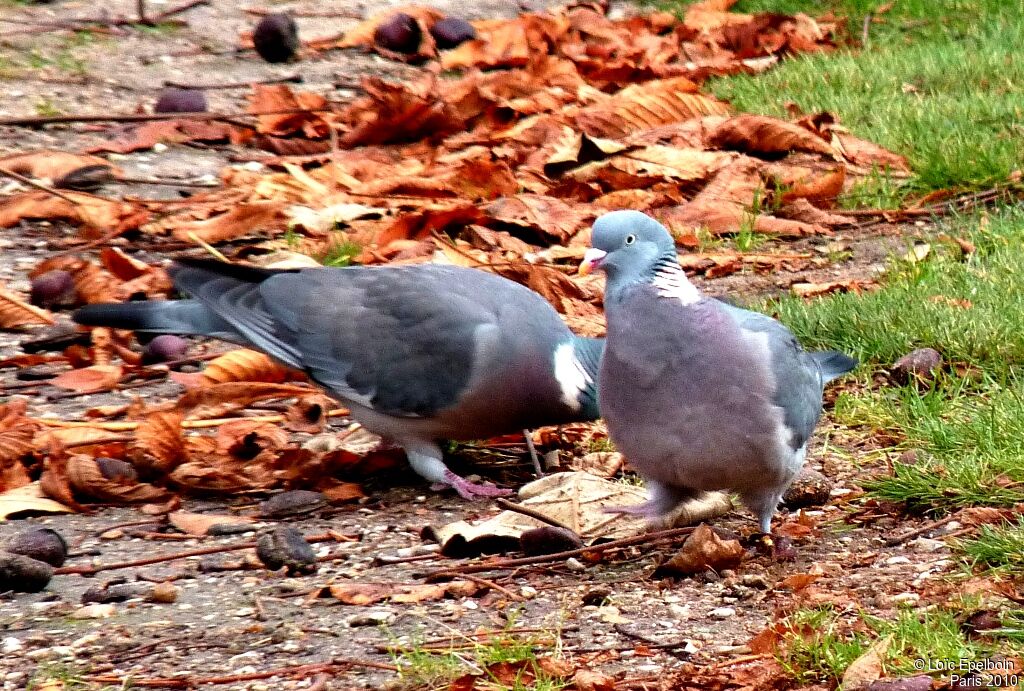 Pigeon ramier