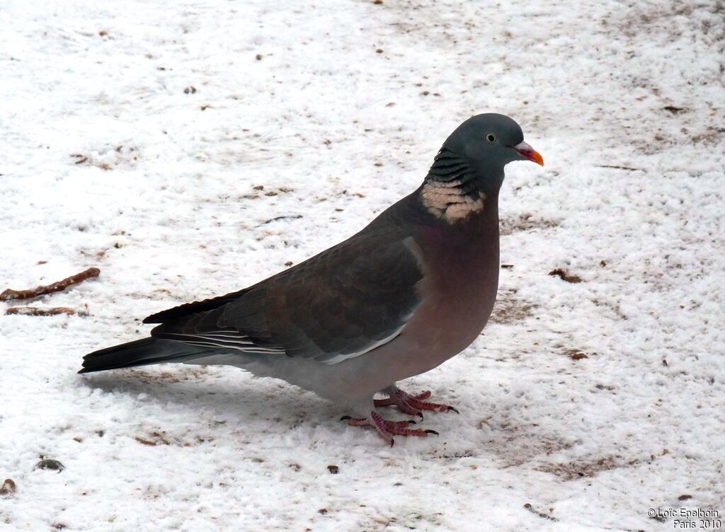 Common Wood Pigeon