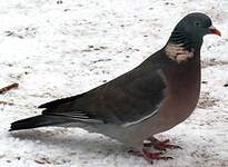 Pigeon ramier