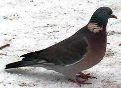 Common Wood Pigeon