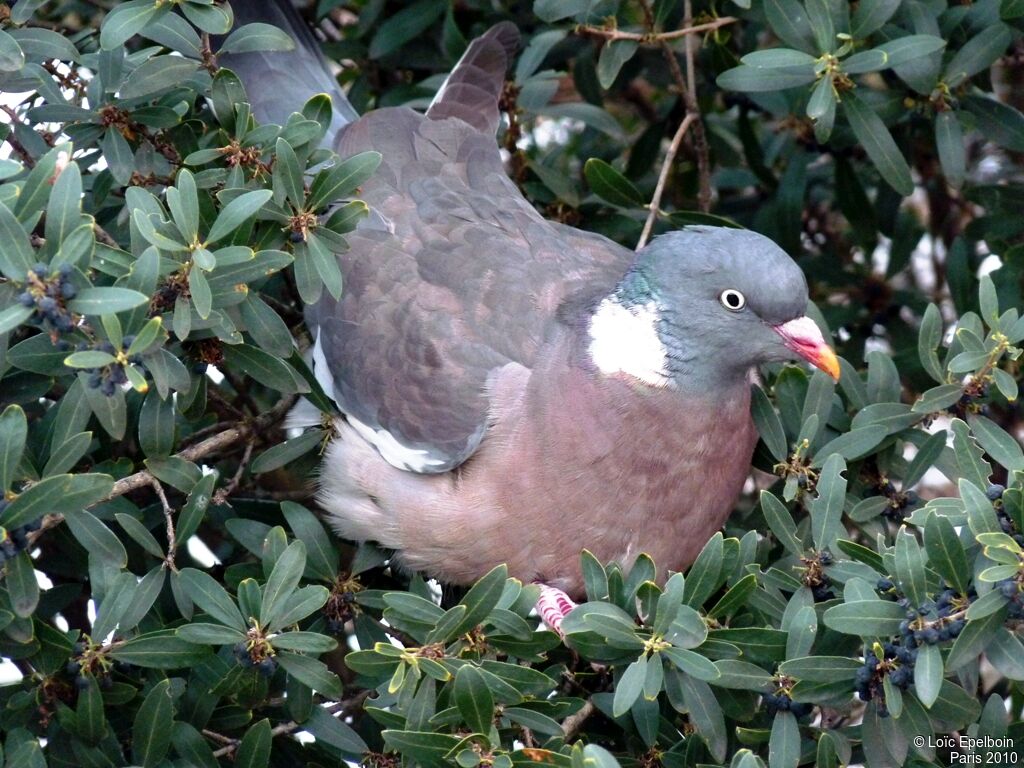 Common Wood Pigeon