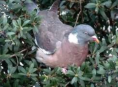 Common Wood Pigeon