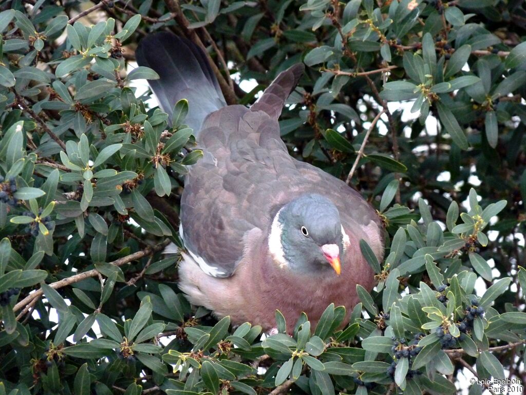 Common Wood Pigeon