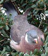 Common Wood Pigeon