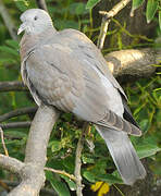 Common Wood Pigeon