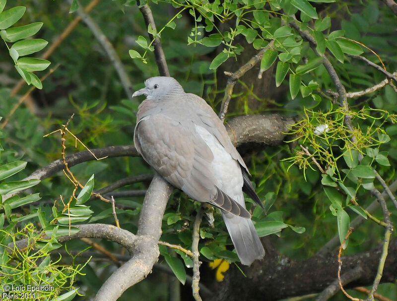 Common Wood Pigeonjuvenile
