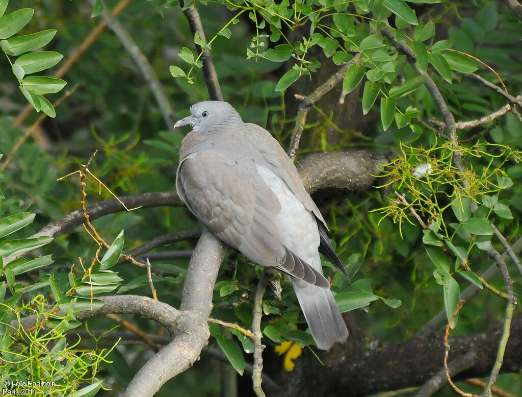 Pigeon ramierjuvénile