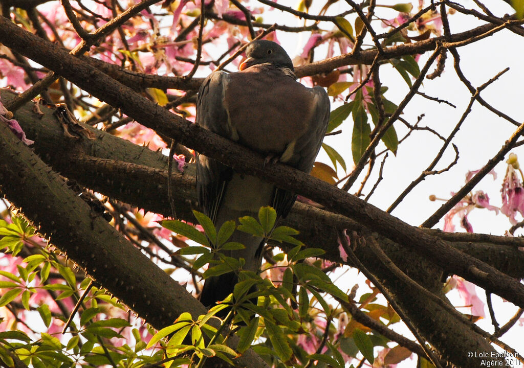 Common Wood Pigeon