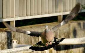 Common Wood Pigeon