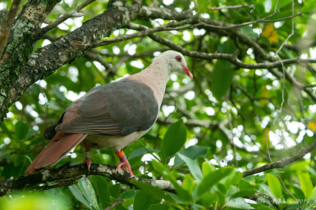 Pigeon rose