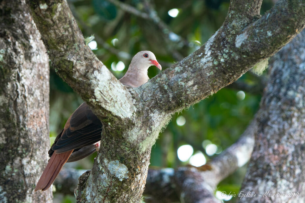 Pink Pigeon