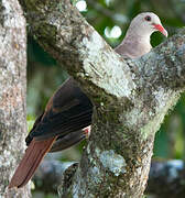 Pink Pigeon