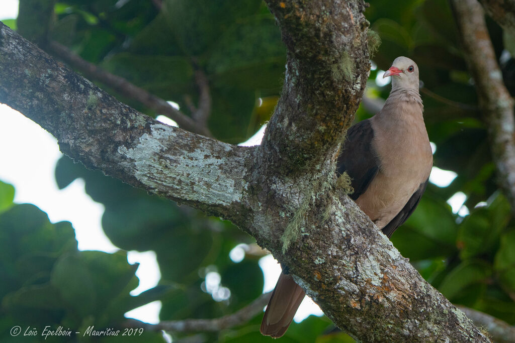 Pigeon rose