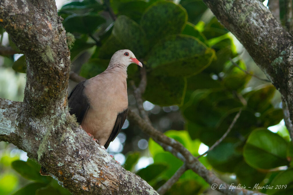 Pink Pigeon