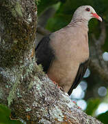 Pigeon rose