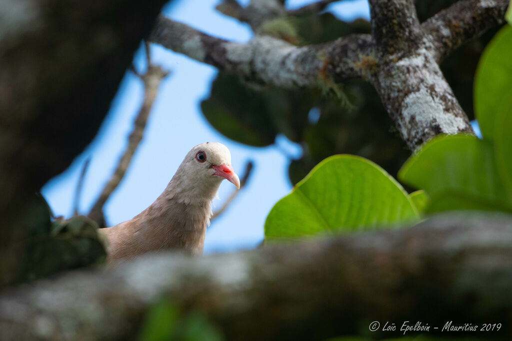 Pink Pigeon