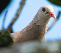 Pink Pigeon