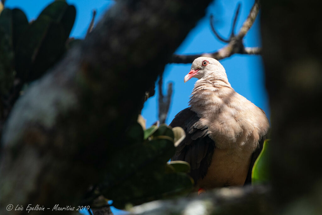 Pigeon rose