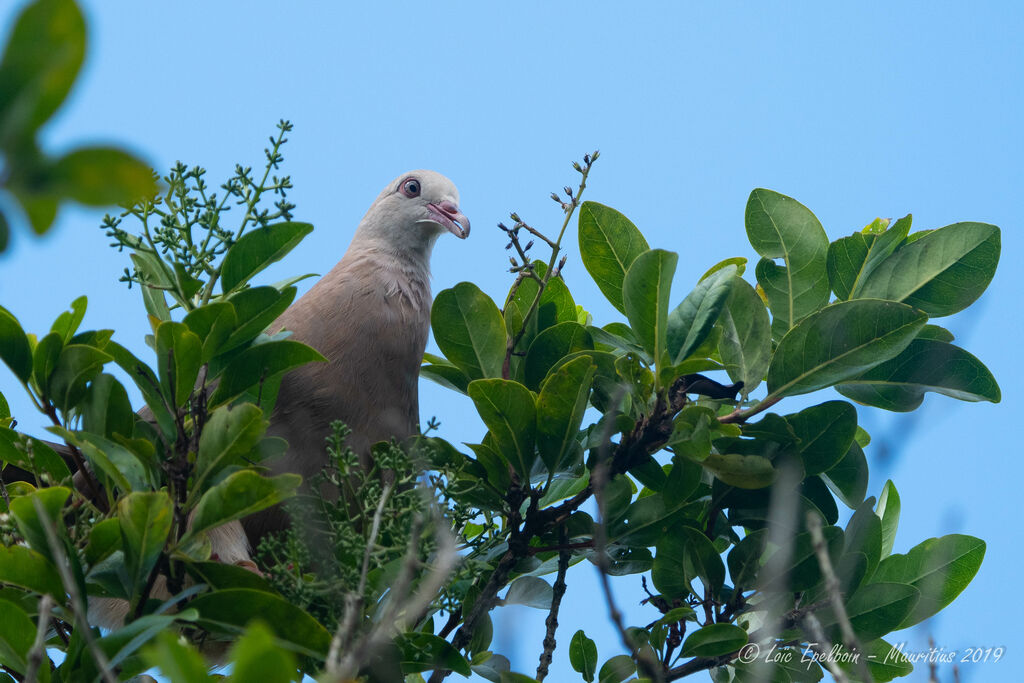 Pigeon rose