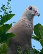 Pink Pigeon