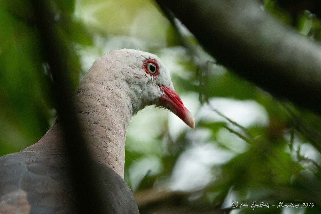 Pink Pigeon