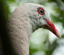 Pink Pigeon