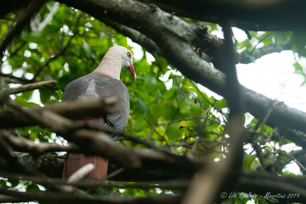 Pink Pigeon