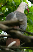 Pink Pigeon