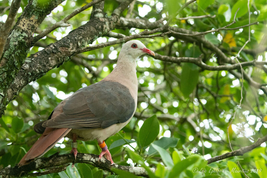 Pink Pigeon