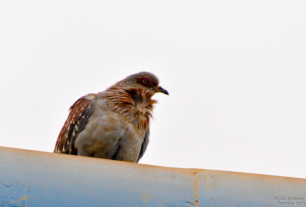 Speckled Pigeon