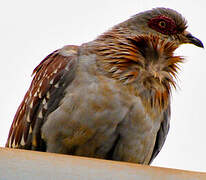 Speckled Pigeon