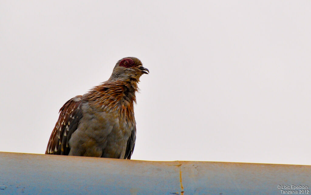 Pigeon roussard