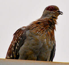 Pigeon roussard