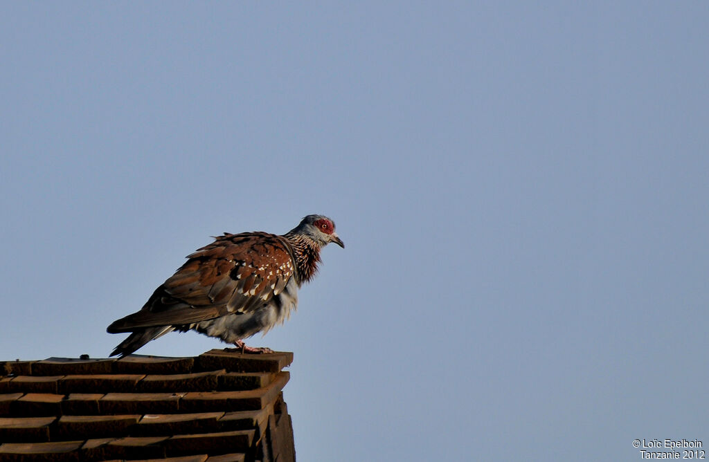 Pigeon roussard