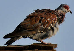 Speckled Pigeon