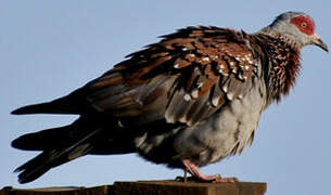 Speckled Pigeon