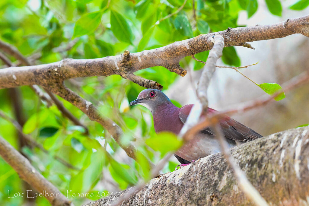 Pigeon rousset