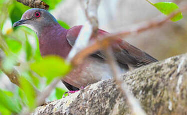 Pigeon rousset