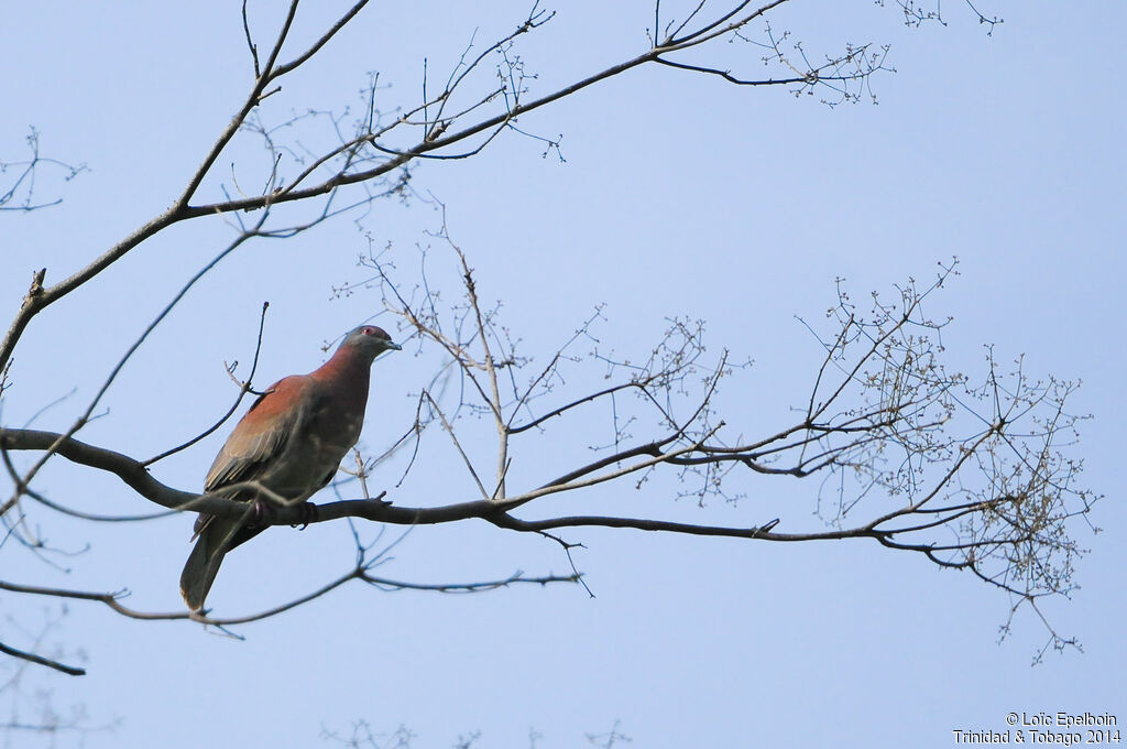 Pigeon rousset