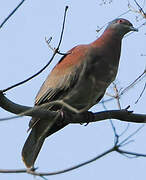 Pale-vented Pigeon