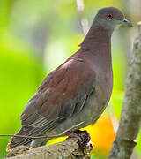 Pale-vented Pigeon