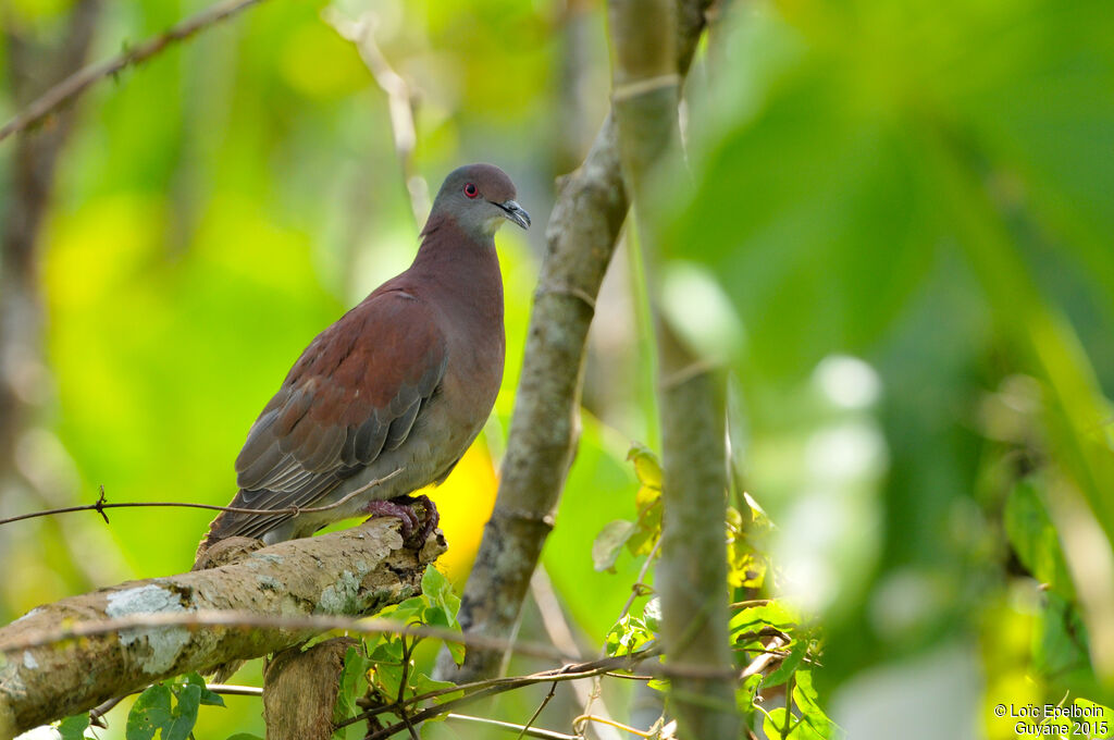 Pigeon rousset