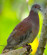 Pale-vented Pigeon