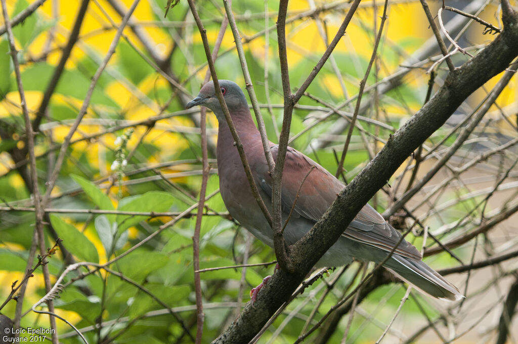 Pigeon rousset