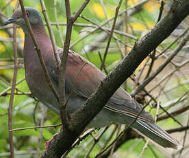 Pigeon rousset